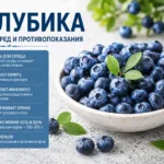 Голубика — польза, противопоказания, отличия от черники и норма в день